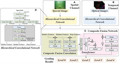 A dual stream hierarchical transformer for starvation grading of golden pomfret in marine aquaculture